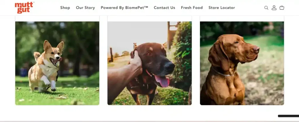 Building a Trust-First Shopify Store for a Fermentation-Powered Pet Wellness Brand